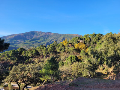 Land in La Zagaleta - Image 3